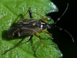 Harpocera thoracica